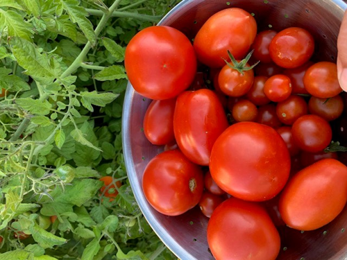Tomatoes from School Garden